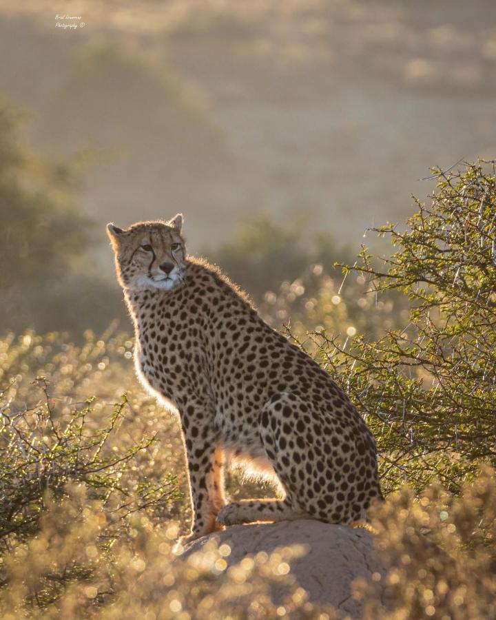 Woodbury Lodge - Amakhala Game Reserve Ngoại thất bức ảnh