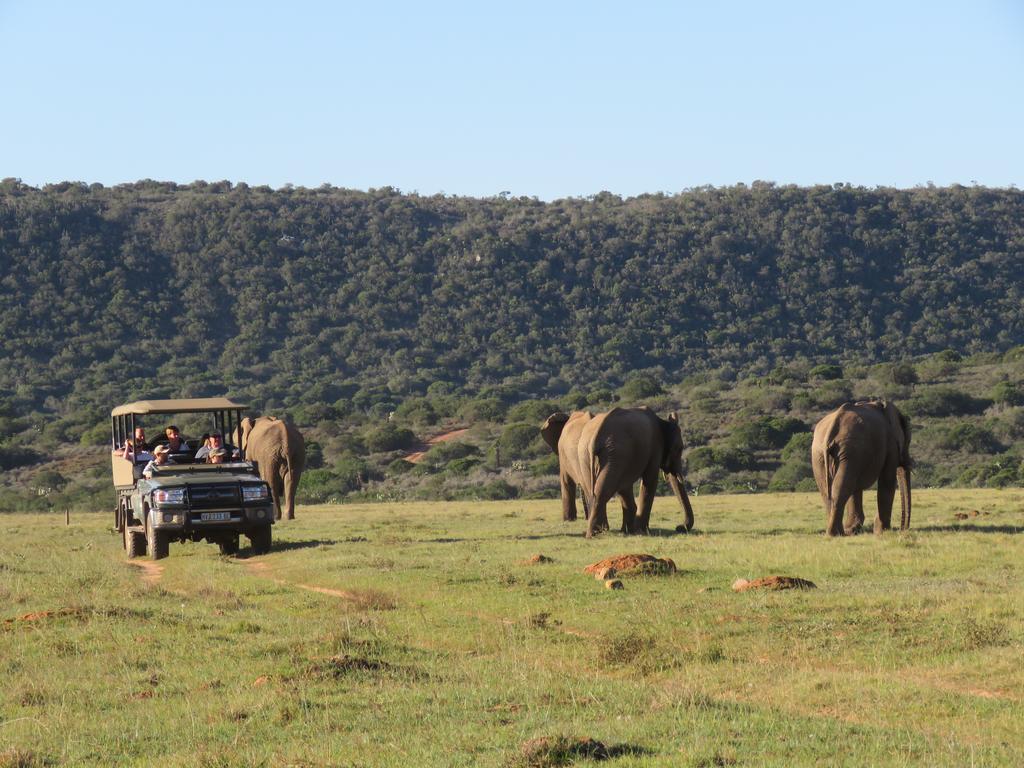 Woodbury Lodge - Amakhala Game Reserve Ngoại thất bức ảnh